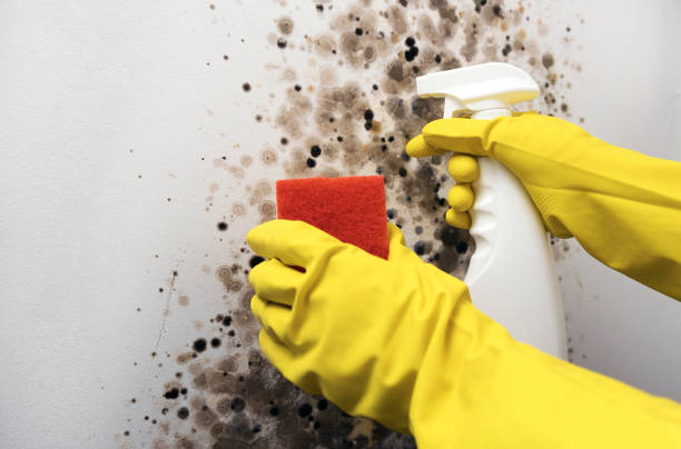 Best Insurance-Related Mold Remediation in Anchorage, KY